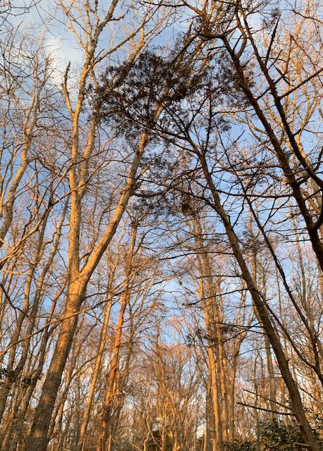 Sippican Watershed winter trees on blue skies - Sippizine Cultural Review