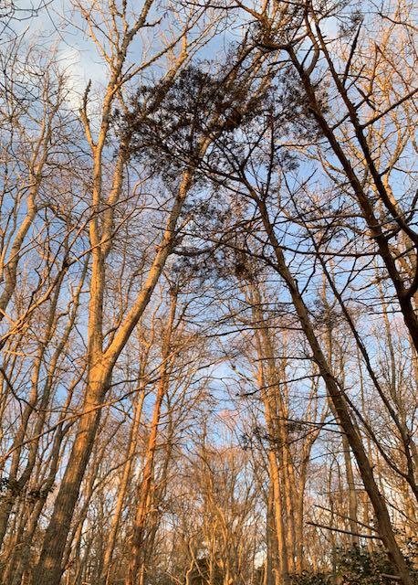 Sippican River View20 Sippican Watershed winter trees on blue skies - Sippizine Cultural Review